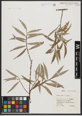 Foto von Salix alba L.
